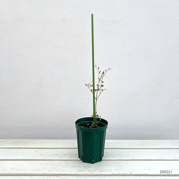 クレマチス：おしきり（押切）4号ポット（ビオルナ系）