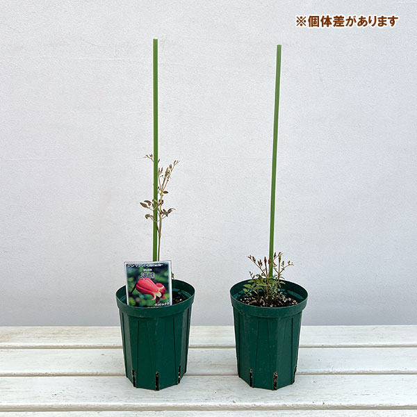 クレマチス：おしきり（押切）4号ポット（ビオルナ系）