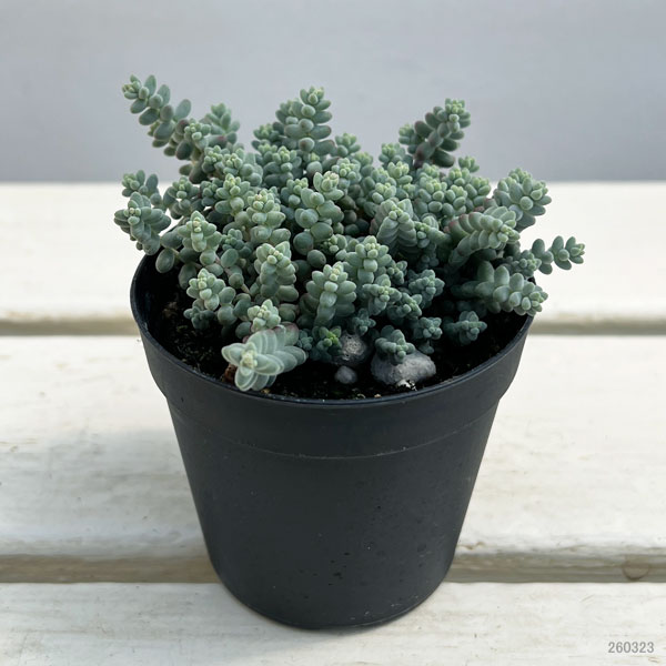 セダム：ブレビフォリウム 天使のそよ風 2.5号ポット