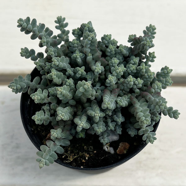 セダム：ブレビフォリウム 天使のそよ風 2.5号ポット