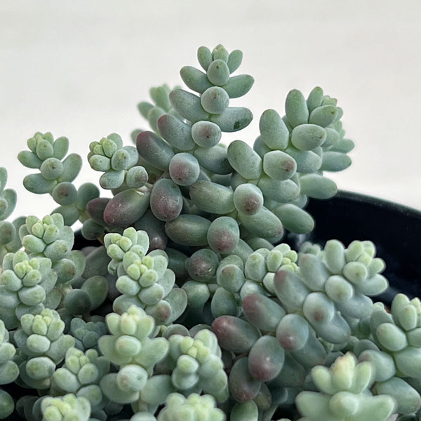 セダム：ブレビフォリウム 天使のそよ風 2.5号ポット