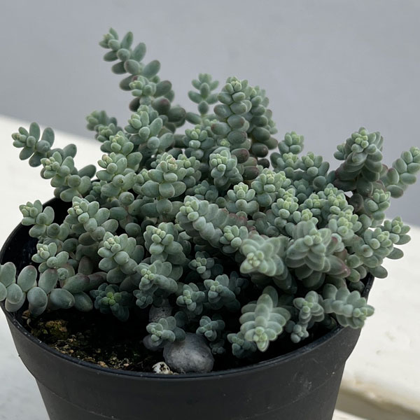 セダム：ブレビフォリウム 天使のそよ風 2.5号ポット