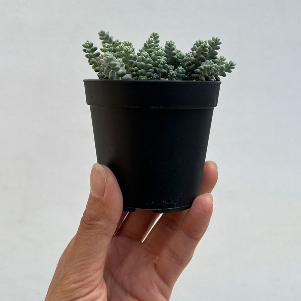 セダム：ブレビフォリウム 天使のそよ風 2.5号ポット