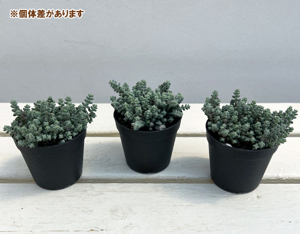 セダム：ブレビフォリウム 天使のそよ風 2.5号ポット