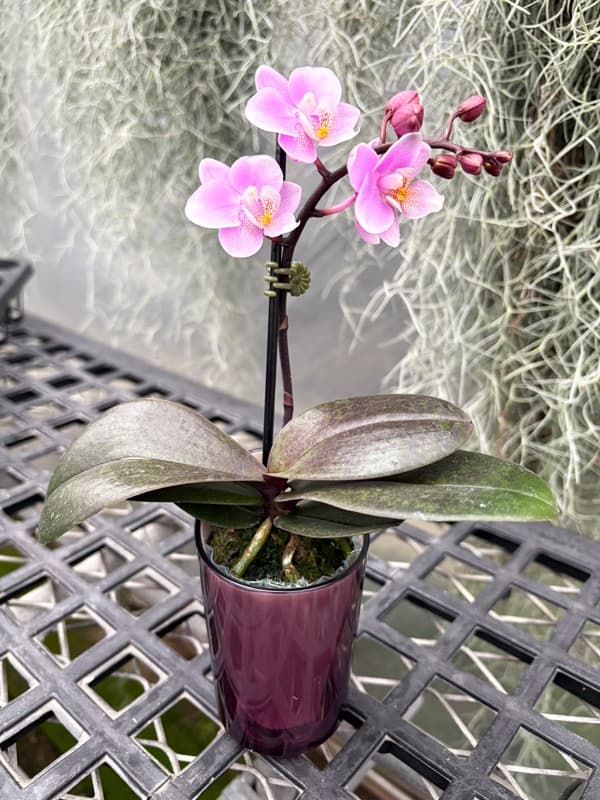 ミディコチョウラン:サクラン ラントSサイズ