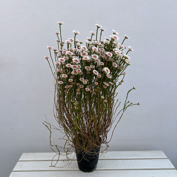 アクチノジウム：シャトルデイジー（夏越し大株）5号鉢植え*