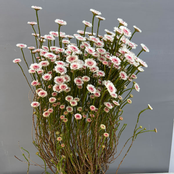 アクチノジウム：シャトルデイジー（夏越し大株）5号鉢植え*