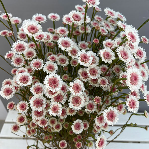 アクチノジウム：シャトルデイジー（夏越し大株）5号鉢植え*