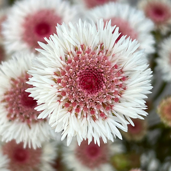 アクチノジウム：シャトルデイジー（夏越し大株）5号鉢植え*