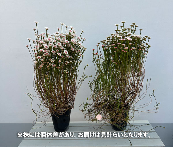 アクチノジウム：シャトルデイジー（夏越し大株）5号鉢植え*