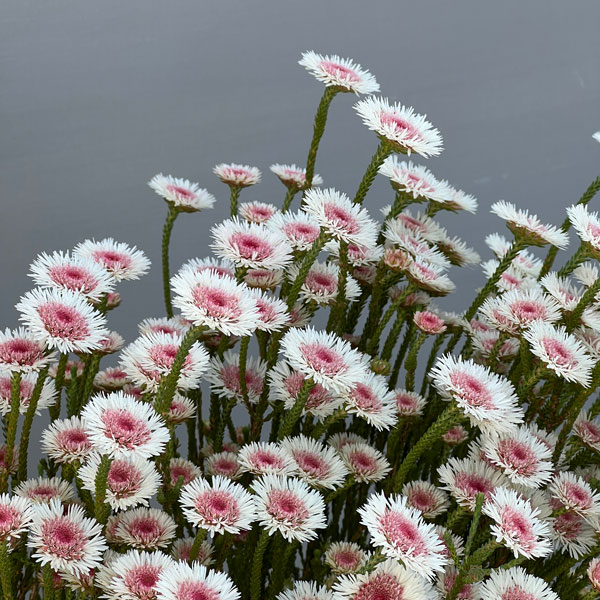 アクチノジウム：シャトルデイジー（夏越し大株）5号鉢植え*