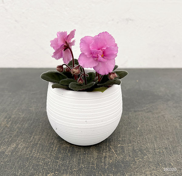 ミニセントポーリア：ロブス　スマーティパンツ 2.5号鉢植え