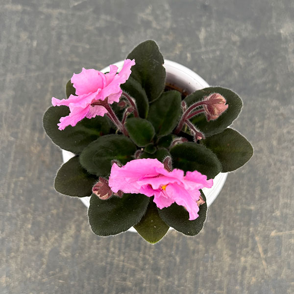 ミニセントポーリア：ロブス　スマーティパンツ 2.5号鉢植え