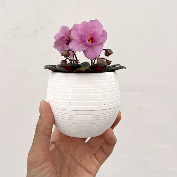 ミニセントポーリア：ロブス　スマーティパンツ 2.5号鉢植え