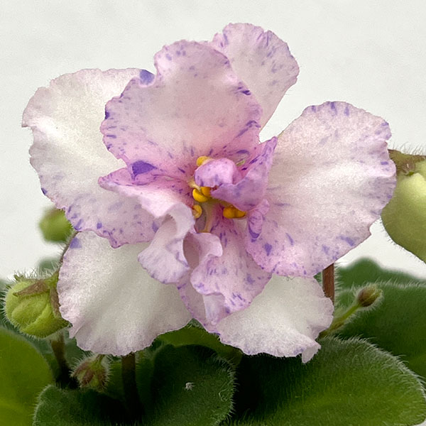 ミニセントポーリア：ロブス　スマーティパンツ 2.5号鉢植え