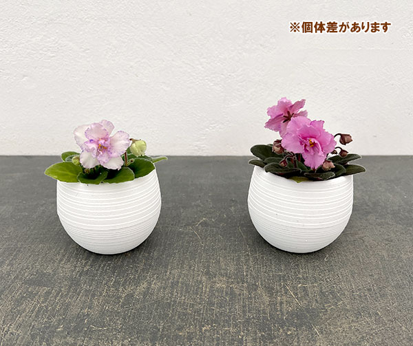 ミニセントポーリア：ロブス　スマーティパンツ 2.5号鉢植え