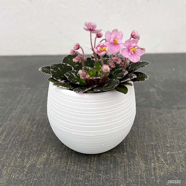 ミニセントポーリア:プレシャスピンク 2.5号鉢植え