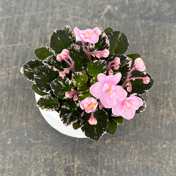 ミニセントポーリア:プレシャスピンク 2.5号鉢植え