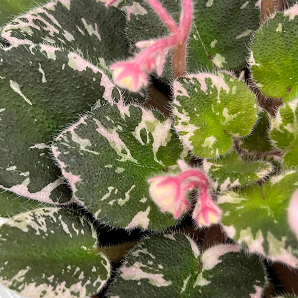 ミニセントポーリア:プレシャスピンク 2.5号鉢植え