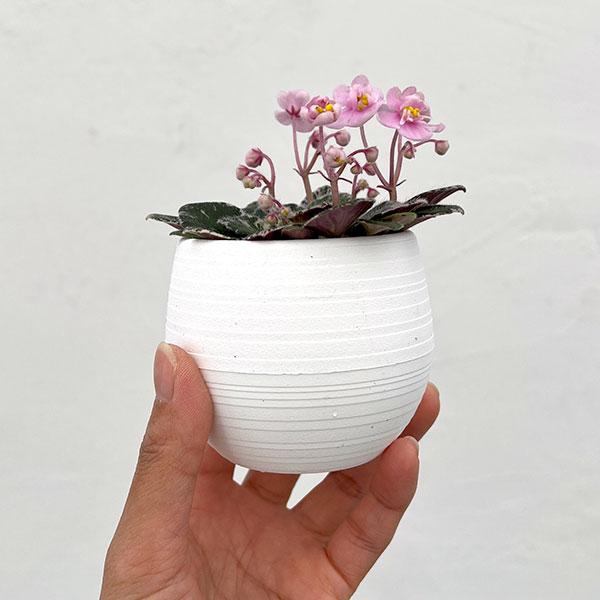 ミニセントポーリア:プレシャスピンク 2.5号鉢植え