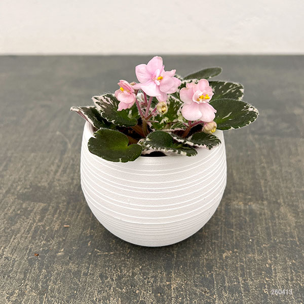 ミニセントポーリア:プレシャスピンク 2.5号鉢植え