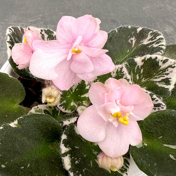 ミニセントポーリア:プレシャスピンク 2.5号鉢植え