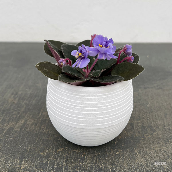 ミニセントポーリア：ディーンズ　バニーブルー 2.5号鉢植え