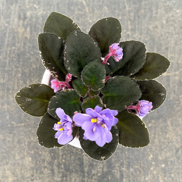 ミニセントポーリア：ディーンズ　バニーブルー 2.5号鉢植え