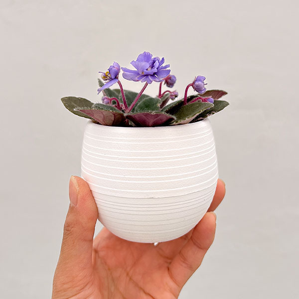 ミニセントポーリア：ディーンズ　バニーブルー 2.5号鉢植え