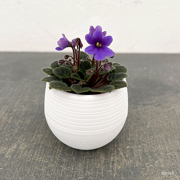 ミニセントポーリア：リトル　ラベンダーベル 2.5号鉢植え