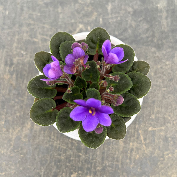 ミニセントポーリア：リトル　ラベンダーベル 2.5号鉢植え