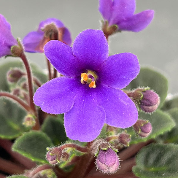 ミニセントポーリア：リトル　ラベンダーベル 2.5号鉢植え