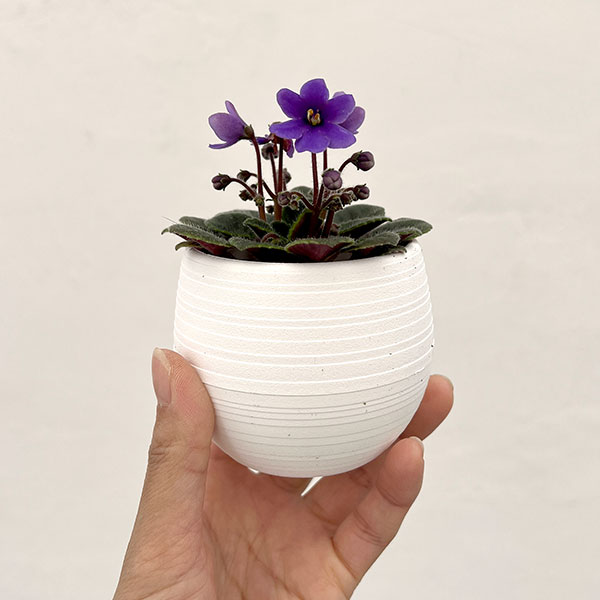 ミニセントポーリア：リトル　ラベンダーベル 2.5号鉢植え