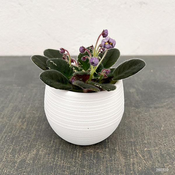 ミニセントポーリア:シャールズ ブライトスカイ 2.5号鉢植え