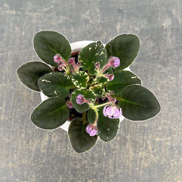 ミニセントポーリア:シャールズ ブライトスカイ 2.5号鉢植え