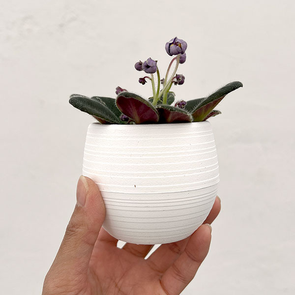 ミニセントポーリア:シャールズ ブライトスカイ 2.5号鉢植え