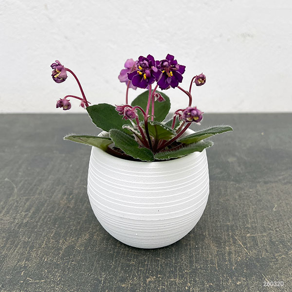 ミニセントポーリア:OG No.1 2.5号鉢植え