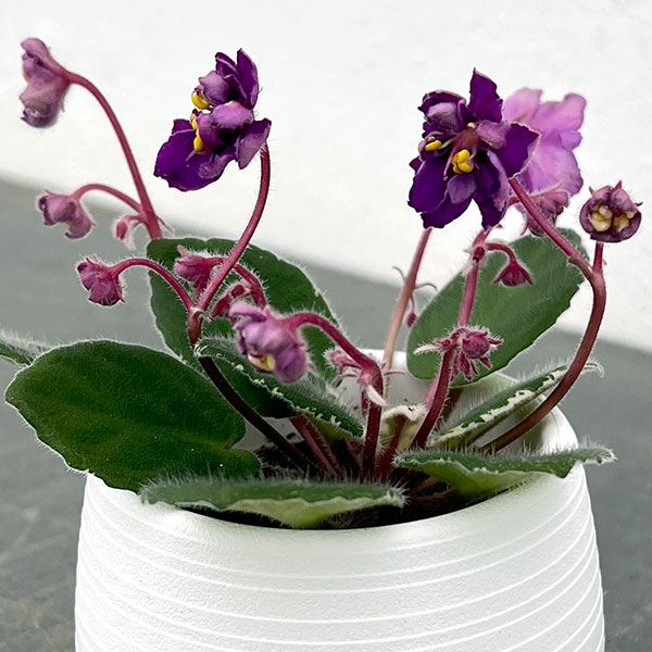 ミニセントポーリア:OG No.1 2.5号鉢植え