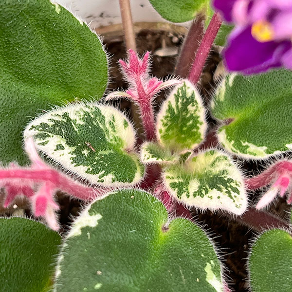 ミニセントポーリア:OG No.1 2.5号鉢植え