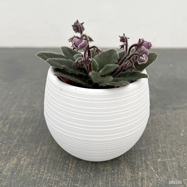 ミニセントポーリア：リトル　アズライト 2.5号鉢植え