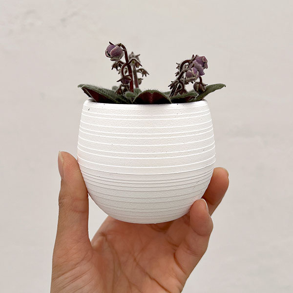 ミニセントポーリア：リトル　アズライト 2.5号鉢植え