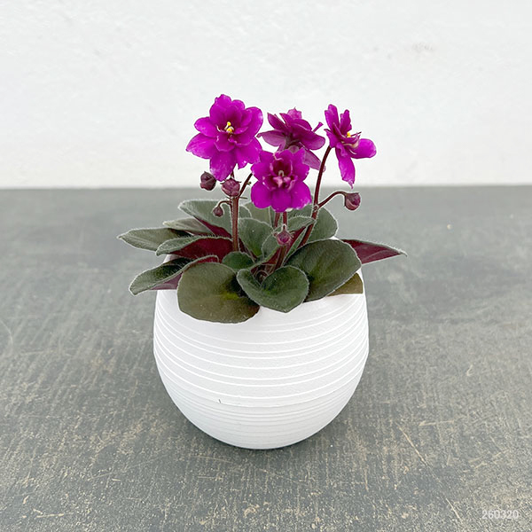 ミニセントポーリア：チェリー 2.5号鉢植え