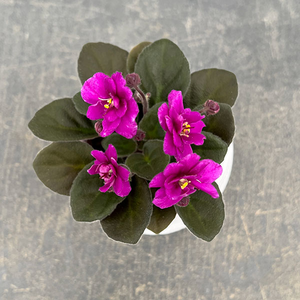 ミニセントポーリア：チェリー 2.5号鉢植え