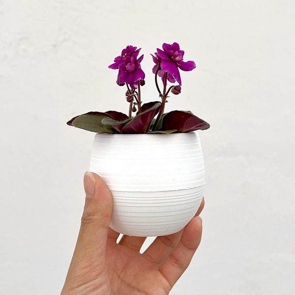 ミニセントポーリア：チェリー 2.5号鉢植え