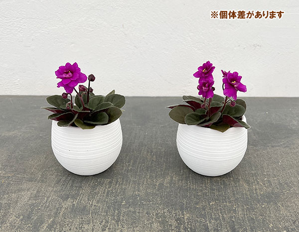 ミニセントポーリア：チェリー 2.5号鉢植え