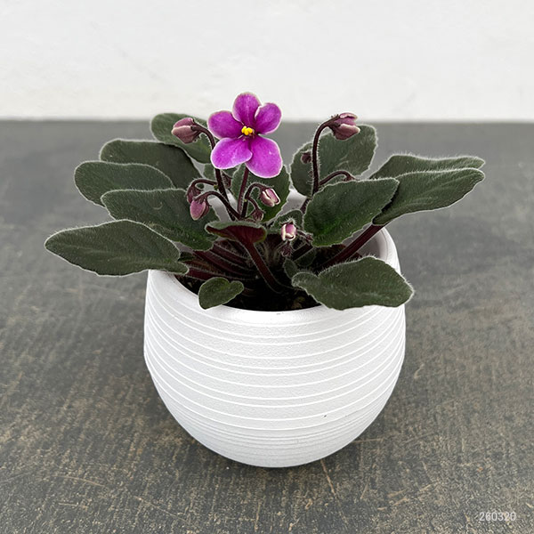 ミニセントポーリア:リトル アズライトラズベリー 2.5号鉢植え