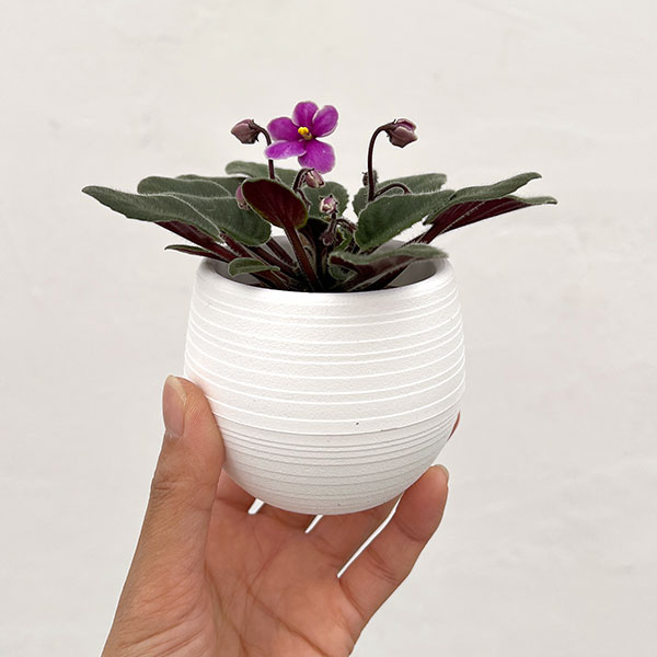 ミニセントポーリア:リトル アズライトラズベリー 2.5号鉢植え