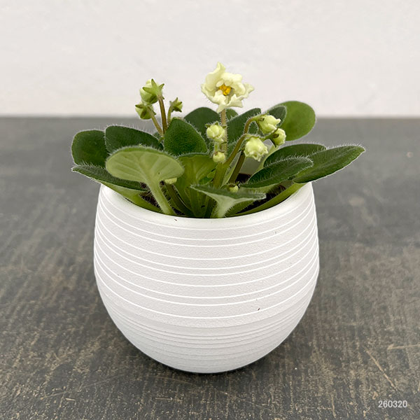 ミニセントポーリア：フロステッド　デニム（白） 2.5号鉢植え
