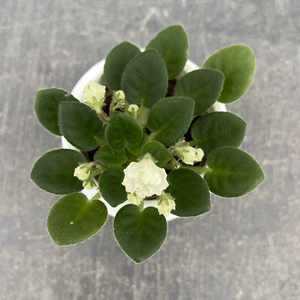 ミニセントポーリア：フロステッド　デニム（白） 2.5号鉢植え