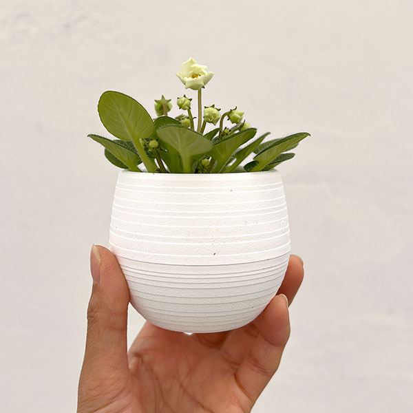 ミニセントポーリア：フロステッド　デニム（白） 2.5号鉢植え